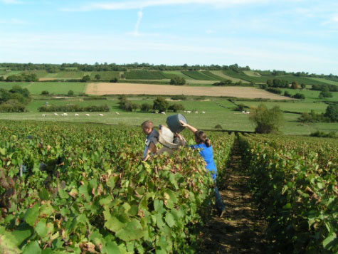 Photo de vendanges